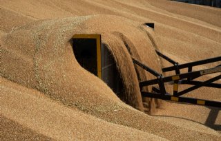 USDA draait wereldwijde tarwevoorraad toch iets terug