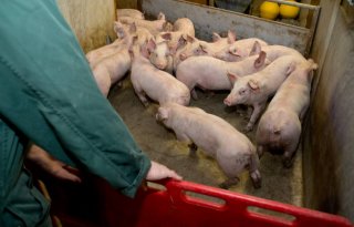 Ketenmanager: varkenshouder, verdiep je in de afzetmarkt