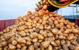 Rabobank voorziet minder ruimte voor vrije aardappelteelt