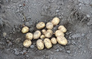 Opbrengst aardappelen Aviko zakt onder gemiddelde
