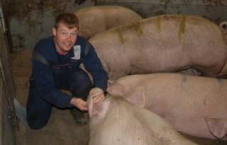 Familievarkensstal is zandbak voor gesloten varkenshouderij