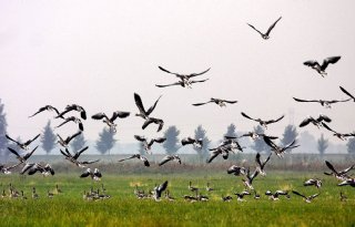 LTO Noord Oost: Gelderland heeft ganzencoördinator nodig