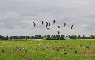 Provinciebestuur Noord-Holland houdt vast aan ganzenbeleid