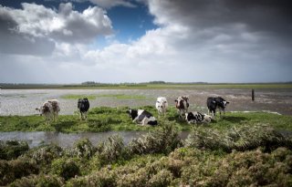 Boeren en ecologen bereiken overeenstemming over Lauwersmeer