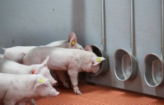 Drinkwater varkens absolute topprioriteit bij hitte