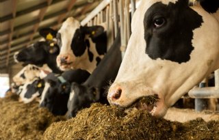 Brabant stopt vergunningverlening emissiearme melkveestal