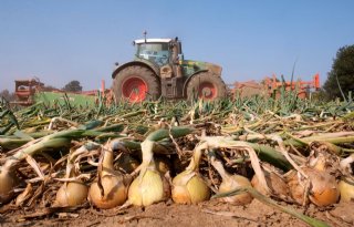 Senegal stevig aan kop in uienimport