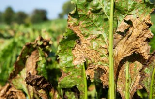 Cosun waarschuwt bietentelers: blijf alert op bladschimmels