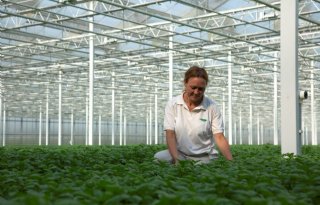 Vier kwekers ontwikkelen samen thee van Nederlandse bodem