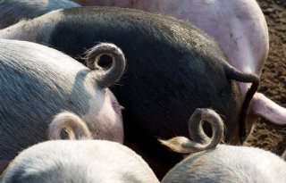 WUR: geef boer financiële vergoeding voor krulstaarten varkens