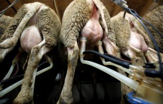 Mastitisvaccin voor schapen lijkt interessant