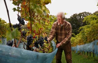 Nederlandse wijnboeren oogsten recordopbrengst