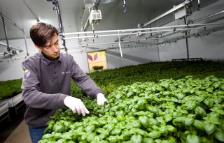 PlantLab opent eerste indoor farming-locatie Verenigde Staten