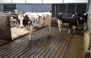 LTO eist actie van politiek na vernietiging vergunning Friese melkveehouderij