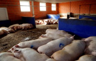 Duitse varkensstapel in kwart eeuw niet zo klein