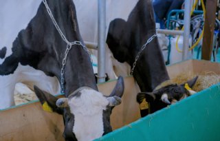Deense biokoeien niet meer vast in grupstal
