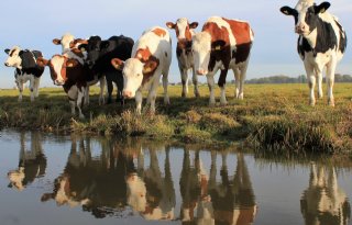 Fries Landbouw Collectief dreigt met stoppen medewerking stikstofaanpak