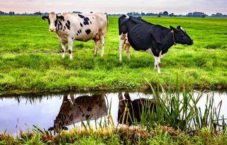 'Melkveehouders, houd rekening met belastingaanslag van 4 cent per kilo melk'