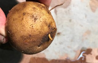 5 vragen over schade door ritnaalden en slakken in aardappelen