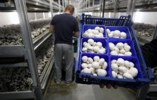 Vakgroepvoorzitter: 'Kostprijs paddenstoelen stijgt zeker 10 procent'