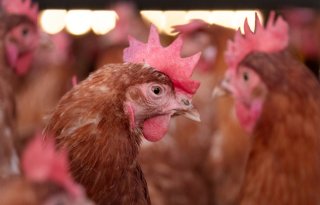 Opleving vogelgriep leidt weer tot landelijke ophokplicht pluimvee