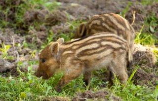 Wild zwijn met varkenspest buiten kerngebied Duitsland