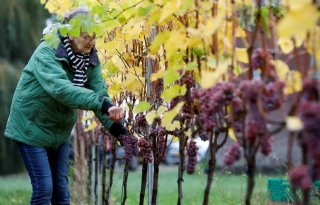 Klimaatverandering zorgt voor lagere wijnproductie
