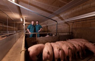 Varkenshouder Van Aert: 'Glimmende roze biggen: zo hoort het te zijn'