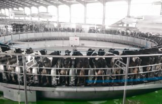 Carrousel melkt in China tienduizend koeien