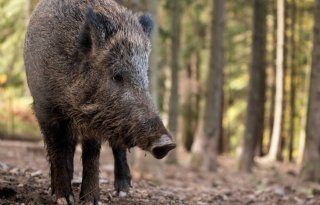 Meer uitbraken van Afrikaanse varkenspest in Europa in 2021