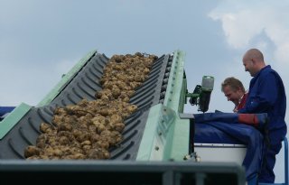 Aardappelindustrie draait hoogste verwerking van afgelopen twee jaar