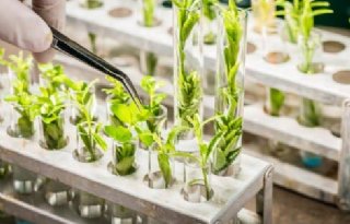 Wetenschappers pleiten voor gene-editing bij biogewassen