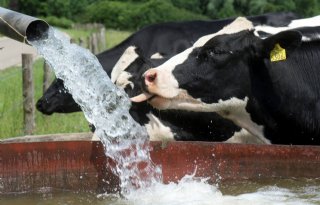 Impact van hittestress op koeien nu nog zichtbaar