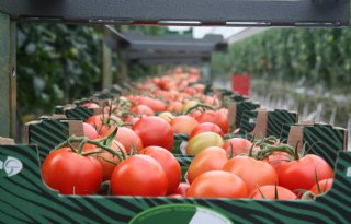 Export groenten en fruit stijgt met 1 procent