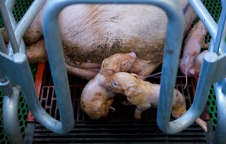 Denemarken slacht aanzienlijk meer varkens