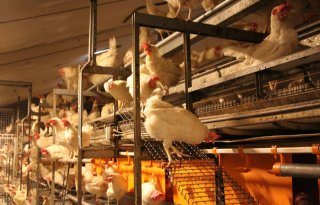 Vogelgriep vastgesteld op pluimveebedrijf in Biddinghuizen
