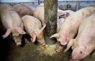 Slachterijen verwerken bijna 27.000 varkens per week minder