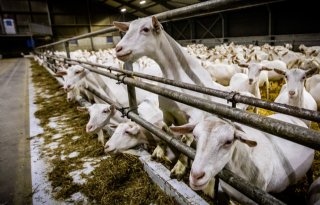 Emissiereductie geiten vraagt aangepast houderijsysteem
