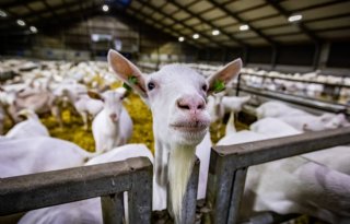 Diergezondheidsfonds duurder voor geiten en varkens