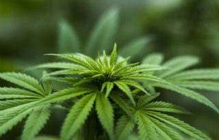 Steeds meer bedrijven zien kansen in cannabissector
