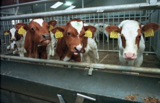 NVWA: naleving vleeskalveren in 86 procent gevallen goed