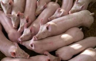 Minder+varkens+en+biggen+op+Amerikaanse+boerderijen