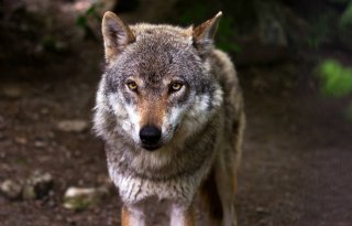 Beloning Faunabescherming voor tip doodgeschoten wolf