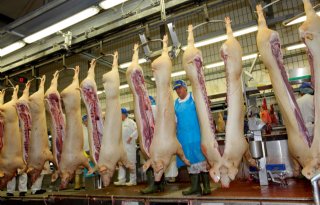 Duitsland slacht minder buitenlandse varkens