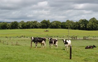 Ierse melkveesector scoort hoogste marge