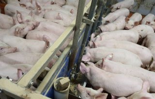 Duitse varkensstapel krimpt 10 procent in jaar tijd