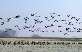 Noord-Holland zet verhoging eigen risico faunaschade door