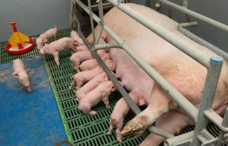 Productie Duits varkensvlees ligt 10,1 procent lager