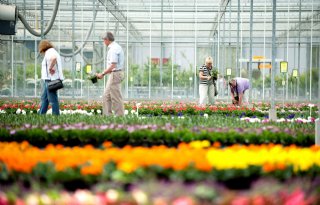 Sluiting tuincentra baart sierteelt zorgen