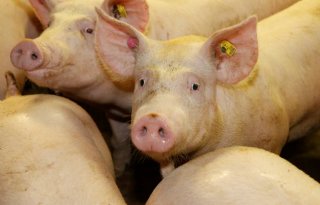 Spaanse varkensstapel stijgt waar Europese daalt